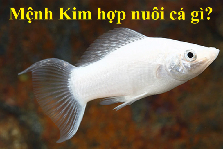 Người mệnh Kim nuôi cá gì hợp phong thủy tiền vào như nước
