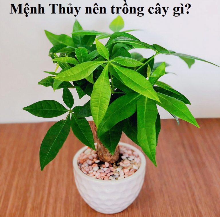 Mệnh Thủy hợp trồng cây gì Vứt ngay những cây này đi kẻo mất lộc