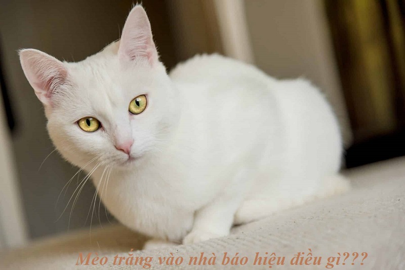 Mèo vào nhà báo hiệu điềm lành hay điềm dữ? Mèo trắng vào nhà dự báo điềm xấu sắp xảy ra