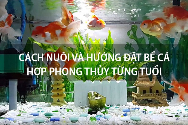 Nguyên tắc chọn vị trí đặt bể cá