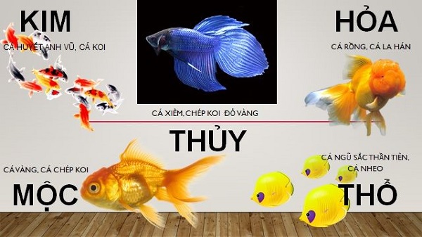 Nguyên tắc chọn màu sắc của cá phong thủy khi nuôi