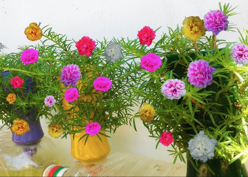 Có nên trồng hoa mười giờ trước nhà? Trồng hoa mười giờ trong chai nhựa
