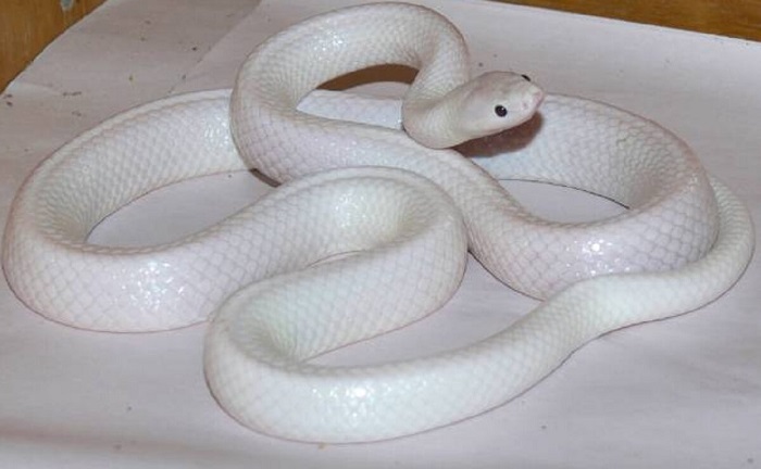 Mơ thấy rắn trắng là điềm báo gì?