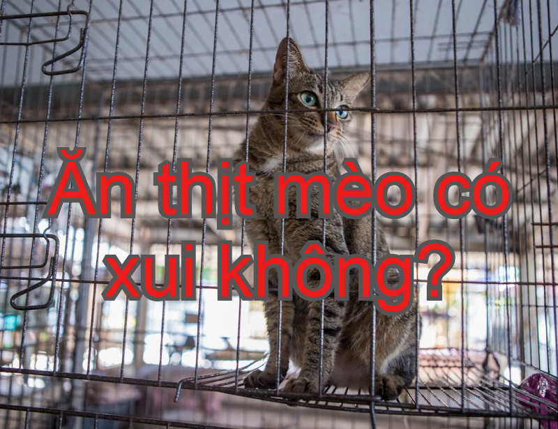 Ăn thịt mèo có xui không, tốt hay xấu? Có nên ăn thịt mèo hay không?