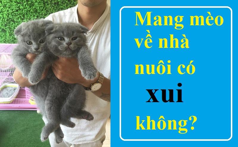 Mang mèo về nhà nuôi có xui không, hay là hên? Thực hư chuyện đen đủi khi mang mèo về nhà nuôi