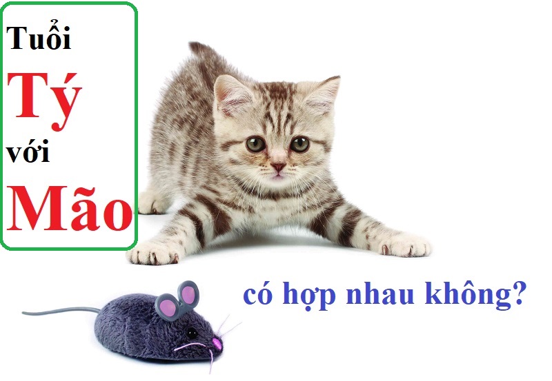 Tuổi Tý Với Tuổi Mão Có Hợp Không - Tử Vi, Phong Thủy