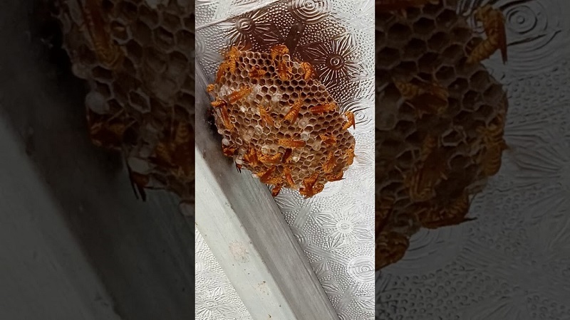 Ong làm tổ trong nhà tốt hay xấu?