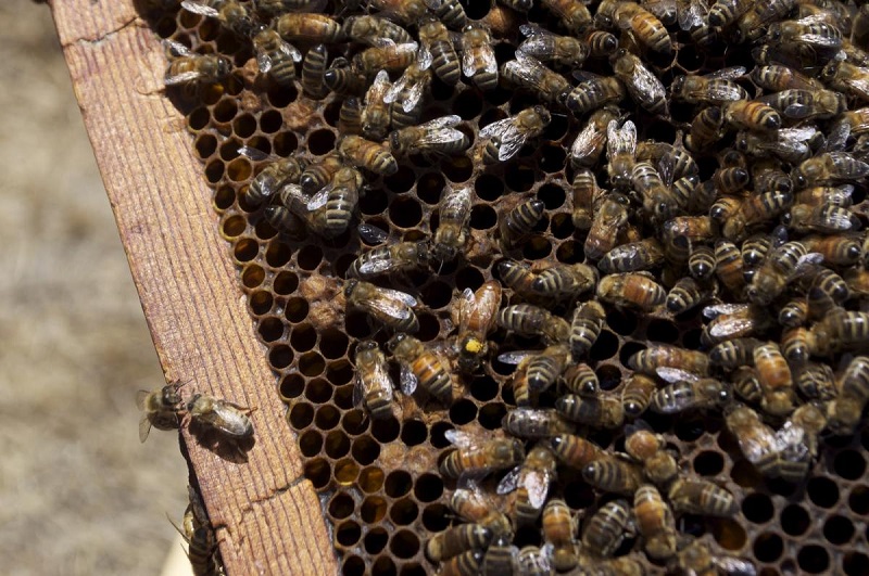 Ong làm tổ trong nhà tốt hay xấu?